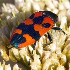 Castiarina delectabilis at Thredbo, NSW - 12 Feb 2025 05:18 PM