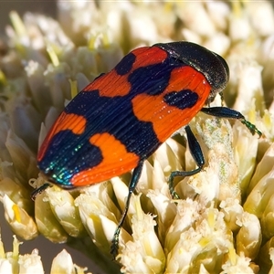 Castiarina delectabilis at Thredbo, NSW - 12 Feb 2025 05:18 PM