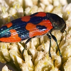 Castiarina delectabilis at Thredbo, NSW - 12 Feb 2025 05:18 PM