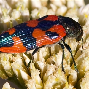 Castiarina delectabilis at Thredbo, NSW - 12 Feb 2025 05:18 PM