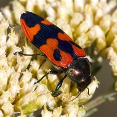 Castiarina delectabilis at Thredbo, NSW - 12 Feb 2025 05:18 PM