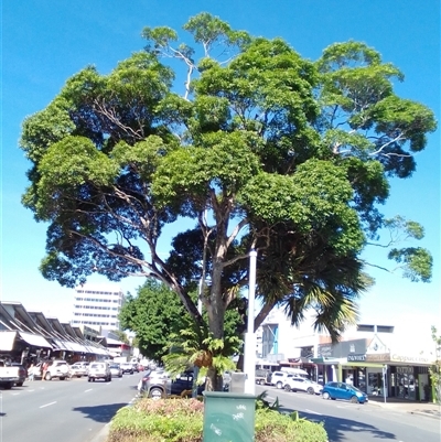 Pleioluma xerocarpa at Cairns City, QLD - 19 Jun 2021 by JasonPStewartNMsnc2016