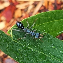 Myrmecia tarsata (Bull ant or Bulldog ant) at Conder, ACT - 14 Feb 2025 by Halina