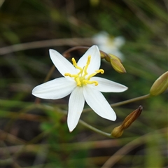 Thelionema caespitosum (Tufted Blue Lily) at Snowball, NSW - 27 Nov 2024 by RobG1