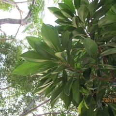 Pleioluma xerocarpa at Cairns City, QLD - 8 Apr 2022 by JasonPStewartNMsnc2016