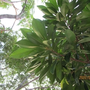 Pleioluma xerocarpa at Cairns City, QLD - 8 Apr 2022 07:34 AM