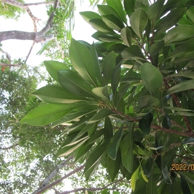 Pleioluma xerocarpa at Cairns City, QLD - 8 Apr 2022 by JasonPStewartNMsnc2016