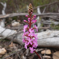 Stylidium armeria subsp. armeria (thrift trigger plant) at Snowball, NSW - 27 Nov 2024 by RobG1