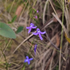 Lobelia dentata at Tinderry, NSW - Today by Csteele4