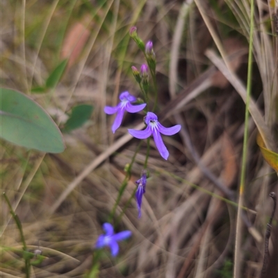 Lobelia simplicicaulis at Tinderry, NSW - 14 Feb 2025 by Csteele4