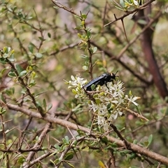 Scolia (Discolia) verticalis (Yellow-headed hairy flower wasp) at Tinderry, NSW - 14 Feb 2025 by Csteele4