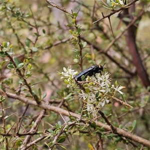 Scolia (Discolia) verticalis at Tinderry, NSW - 14 Feb 2025 04:30 PM