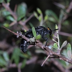 Scolia (Discolia) verticalis at Tinderry, NSW - 14 Feb 2025 04:30 PM