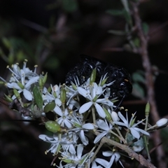 Scolia (Discolia) verticalis at Tinderry, NSW - 14 Feb 2025 04:30 PM