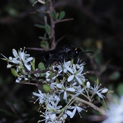 Scolia (Discolia) verticalis at Tinderry, NSW - 14 Feb 2025 04:30 PM