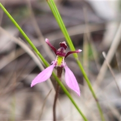 Eriochilus magenteus (Magenta Autumn Orchid) at Tinderry, NSW - 14 Feb 2025 by Csteele4