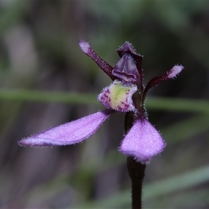 Eriochilus magenteus at Tinderry, NSW - suppressed