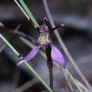 Eriochilus magenteus at Tinderry, NSW - suppressed