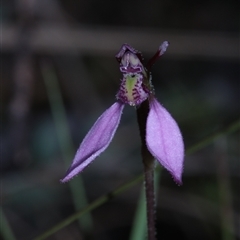 Eriochilus magenteus at Tinderry, NSW - suppressed