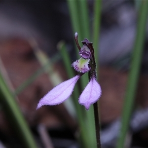 Eriochilus magenteus at Tinderry, NSW - suppressed