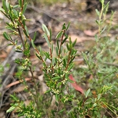 Monotoca scoparia (Broom Heath) at Tinderry, NSW - 14 Feb 2025 by Csteele4