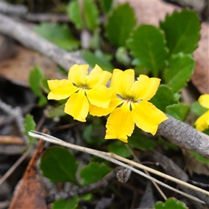 Goodenia hederacea subsp. alpestris at Snowball, NSW - 27 Nov 2024 12:03 PM