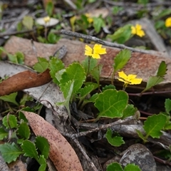 Goodenia hederacea subsp. alpestris at Snowball, NSW - 27 Nov 2024 12:03 PM