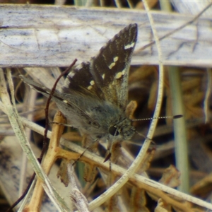 Pasma tasmanica at Marion Bay, TAS - Yesterday by VanessaC