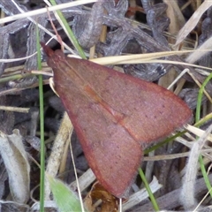 Uresiphita ornithopteralis (Tree Lucerne Moth) at Marion Bay, TAS - Yesterday by VanessaC