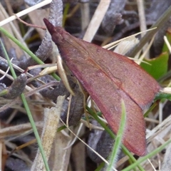 Uresiphita ornithopteralis at Marion Bay, TAS - 14 Feb 2025 04:26 PM