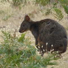 Thylogale billardierii at Marion Bay, TAS - 14 Feb 2025 by VanessaC