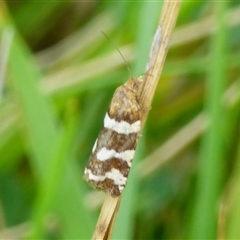 Subfurcatana subfurcatana (A Tortricid moth) at Marion Bay, TAS - 14 Feb 2025 by VanessaC