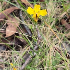 Unidentified Other Wildflower or Herb at Monga, NSW - Yesterday by clarehoneydove