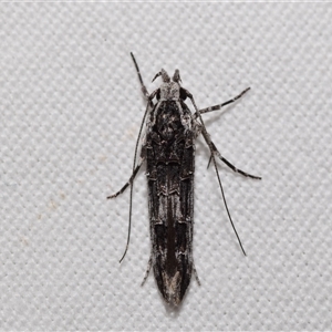 Leptozestis ecstatica at suppressed - suppressed
