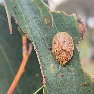 Paropsis atomaria (Eucalyptus leaf beetle) at Bungendore, NSW - 7 Feb 2025 by clarehoneydove