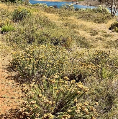 Chrysocephalum semipapposum (Clustered Everlasting) at Anglers Reach, NSW - 13 Feb 2025 by Jennybach