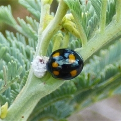 Orcus australasiae (Orange-spotted Ladybird) at Marion Bay, TAS - 14 Feb 2025 by VanessaC