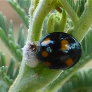 Orcus australasiae at Marion Bay, TAS - Yesterday 03:35 PM