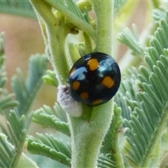 Orcus australasiae at Marion Bay, TAS - Yesterday 03:35 PM