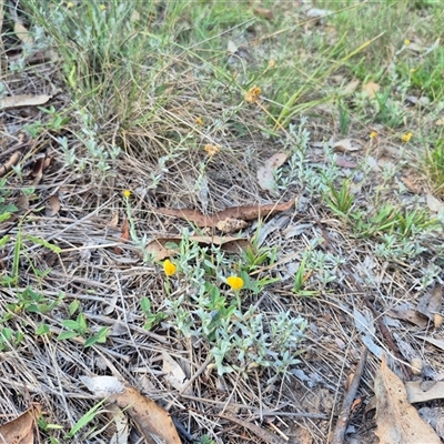 Chrysocephalum apiculatum (Common Everlasting) at Bungendore, NSW - 7 Feb 2025 by clarehoneydove