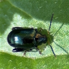 Arsipoda sp. (genus) (A flea beetle) at Parkes, ACT - 12 Feb 2025 by Hejor1