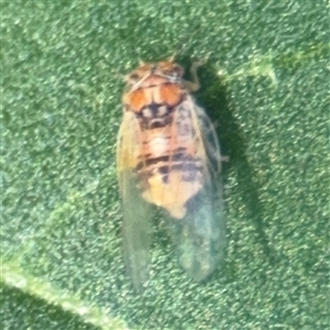 Psyllidae sp. (family) at Russell, ACT - 12 Feb 2025 05:09 PM