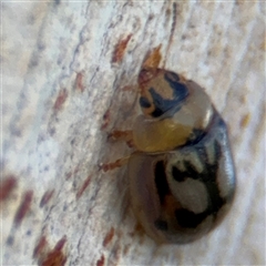 Peltoschema hamadryas (Hamadryas leaf beetle) at Barton, ACT - 12 Feb 2025 by Hejor1