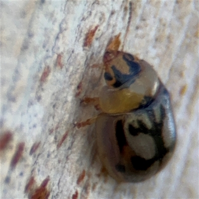 Peltoschema hamadryas (Hamadryas leaf beetle) at Barton, ACT - 12 Feb 2025 by Hejor1