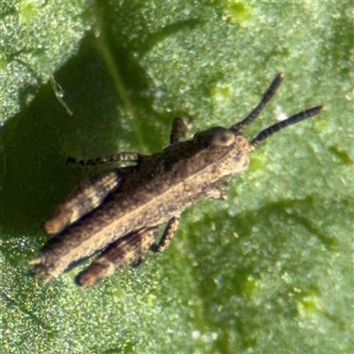 Acrididae sp. (family) (Unidentified Grasshopper) at Russell, ACT - 12 Feb 2025 by Hejor1