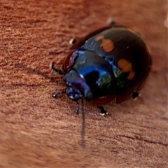 Paropsisterna octosignata (Eucalyptus leaf beetle) at Barton, ACT - 12 Feb 2025 by Hejor1