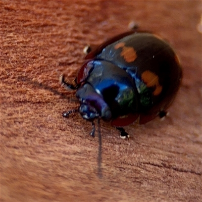 Paropsisterna octosignata (Eucalyptus leaf beetle) at Barton, ACT - 12 Feb 2025 by Hejor1