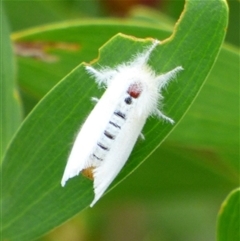 Acyphas semiochrea (Omnivorous Tussock Moth) at Marion Bay, TAS - 14 Feb 2025 by VanessaC