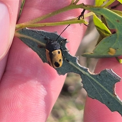 Cadmus (Cadmus) litigiosus (Leaf beetle) at Bungendore, NSW - 7 Feb 2025 by clarehoneydove