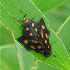 Unidentified Noctuoid moth (except Arctiinae) at Marion Bay, TAS - Yesterday by VanessaC